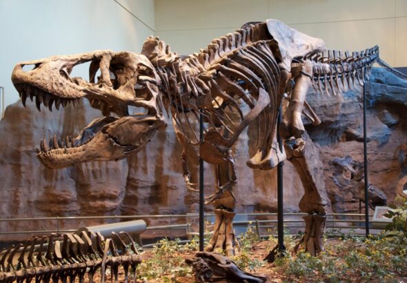 Tyrannosaurus_Rex_Holotype